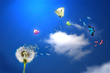 pissenlit et papillons