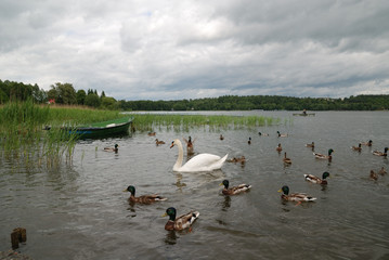 Lake in Mazury Region Poland