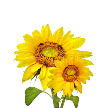 Two beautiful sunflowers, isolated