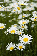 Fototapeta premium Garden of White Diasy Flowers