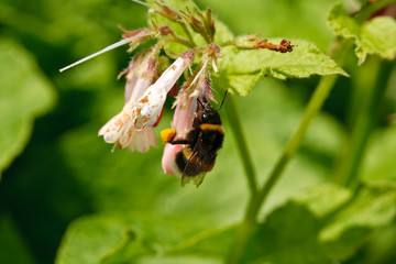 Bee collecting pollen