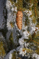 fir cone