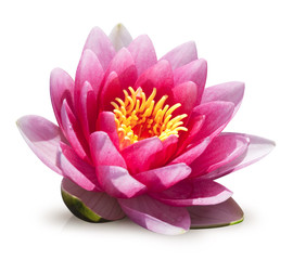 fleur de lotus sur fond blanc