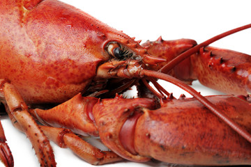 red lobster on white background
