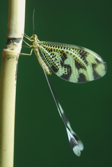Nemoptera bipennis