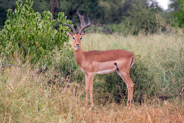 Schwarzfersenimpala