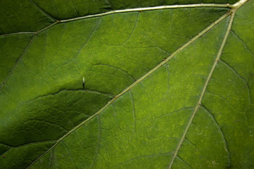 Natural leaf