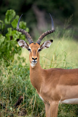 Obraz premium Schwarzfersenimpala
