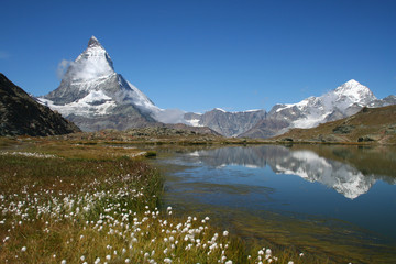 Matterhorn flowers - 14864442