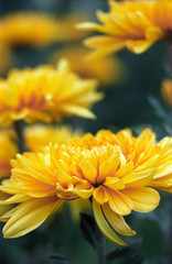 Yellow chrysanthemums