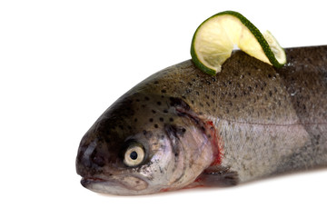 rainbow trout