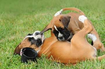 Boxerwelpe 55