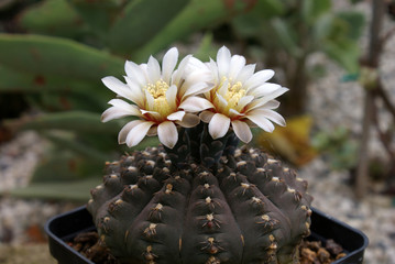 gymnocalycium