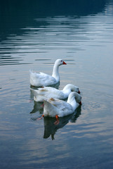 Fototapeta premium le tre oche sul lago