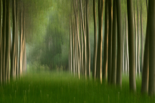 alberi 74