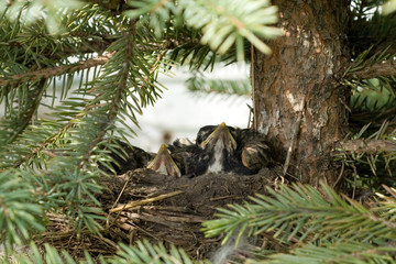 Obraz premium Bird Nest