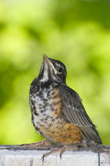 Juvenile Robin