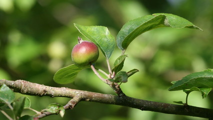 pommiers ,cidre,compote
