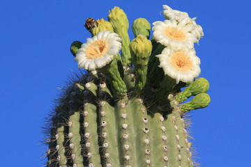 Saguaro flowers © Bill Florence