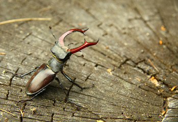 Stag beetle on the wood