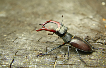 Stag beetle on the wood