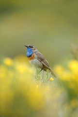 pechiazul en gredos