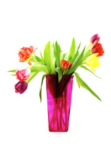 Tulips in a pink vase isolated on white background