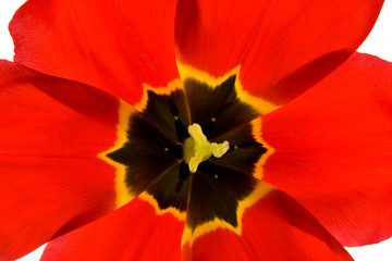 heart of red tulip in closeup