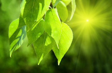 Fototapeta na wymiar leaves of poplar