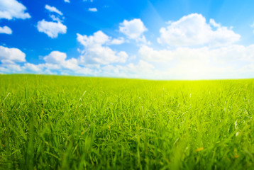 field of spring grass