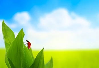Photo sur Plexiglas Coccinelles herbe et journée ensoleillée