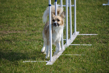 Mixed-Breed weaving through weave poles at dog agility trial