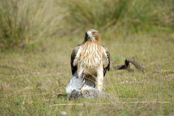 aguila calzada