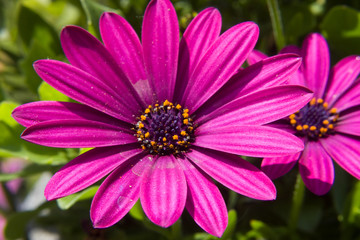 Obraz premium pink daisy in closeup