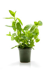 Mint plant in pot isolated on white background