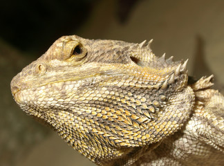 Fototapeta premium Leguan - seitlich