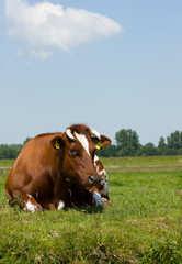 Fototapeta na wymiar Dutch cow lying in grass