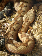 Hornnatter