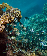 Naklejka na ściany i meble Photo of a coral colony