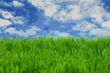 grass and sky