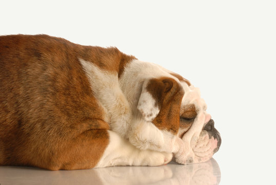 english bulldog sleeping isolated on white background