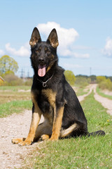 young german sheepdog sitting on the country road