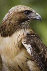 Red-tailed Hawk Closeup