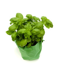 plant of Basil isolated on white background