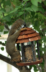 squirrel stealing from the bird feeder
