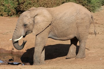 Fototapeta premium African Elephant