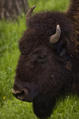 Buffalo Grazing on Ranch Spring Grass