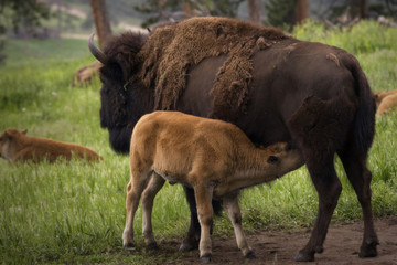 Buffalo Grazing on Ranch Spring Grass with Calf