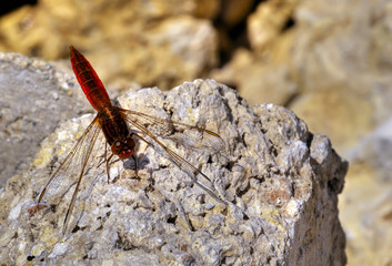 Sympetrum Fonscolombii