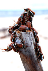 Maybugs